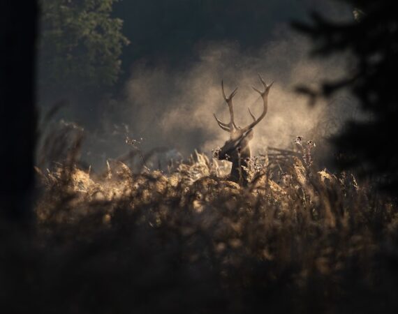 Wilderei und der Fall der Morde der jungen Polizisten in Kusel, beleuchtet von Anwalt Thomas Will, Anwalt für Strafrecht aus Saarbrücken